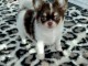 Chiot chihuahua femelle &agrave; c&eacute;der