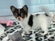 Chiot chihuahua femelle &agrave; c&eacute;der