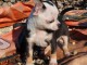 Chiot chihuahua femelle &agrave; c&eacute;der