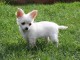 Chiot chihuahua femelle &agrave; c&eacute;der