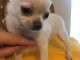 Chiot chihuahua femelle &agrave; c&eacute;der