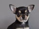 Chiot chihuahua femelle &agrave; c&eacute;der