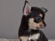Chiot chihuahua femelle &agrave; c&eacute;der