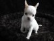 Chiot chihuahua femelle &agrave; c&eacute;der