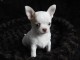 Chiot chihuahua femelle &agrave; c&eacute;der