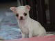 Chiot chihuahua femelle &agrave; c&eacute;der