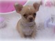 Chiot chihuahua femelle &agrave; c&eacute;der