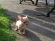 Chiot chihuahua femelle &agrave; c&eacute;der
