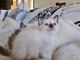 Jolis chatons Ragdoll &agrave; donner