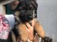 Don de chiots berger allemand 