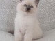 Sublimes chatons ragdoll 3 mois