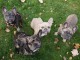 Chiots Bouledogues Fran&ccedil;ais en adoption 