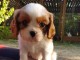 chiot cavalier charles king &agrave; donner