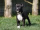A donner chiot type Am&eacute;rican Staffordshire Terrier 