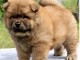 Chiot bb chow chow 3 mois pour adoption