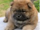 Chiot chow chow de 3 mois chercher foyer d