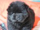 Chiot chow chow de 3 mois chercher foyer d