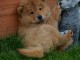 Chiot chow chow de 3 mois chercher foyer d