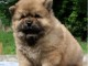 Chiot chow chow de 3 mois chercher foyer d