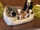 Chiots Cavalier King Charles Spaniel 