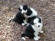 Adorable chiot Border Collie &agrave; donner 