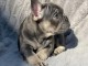 Magnifique chiot bouledogue fran&ccedil;ais 