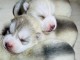 chiots husky sib&eacute;rien