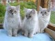 Chatons sib&eacute;riens loof