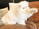 Chatons persans disponible