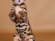 Magnifique chaton bengal