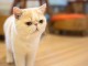 Chatons exotic shorthair