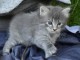 Chatons sib&eacute;riens loof