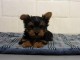 chiot yorkshire tres propre