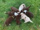 Magnifique Chiots Berger Australien