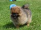 A adopt&eacute; chiot spitz allemand femelle