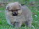 A adopt&eacute; chiot spitz allemand femelle