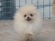 A adopt&eacute; chiot spitz allemand femelle