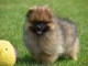 A adopt&eacute; chiot spitz allemand femelle