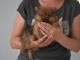 A adopt&eacute; chiot spitz allemand femelle