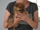 A adopt&eacute; chiot spitz allemand femelle