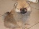 A adopt&eacute; chiot spitz allemand femelle