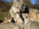 Chiots Chien-Loup Tch&eacute;coslovaque