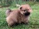 A adopt&eacute; chiot spitz allemand femelle