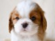 Donne femelle chiot cavalier king charles Spaniel