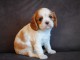Donne femelle chiot cavalier king charles Spaniel