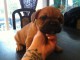 adorables chiots bouledogue fran&ccedil;ais