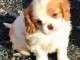 Adorable chiot Cavalier King Charles  &agrave; donner 