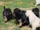 Chiots berger allemand femelle/m&acirc;le ag&eacute; 3 mois a donn&eacute;