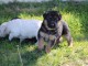 Chiots berger allemand femelle/m&acirc;le ag&eacute; 3 mois a donn&eacute;
