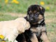 Chiots berger allemand femelle/m&acirc;le ag&eacute; 3 mois a donn&eacute;